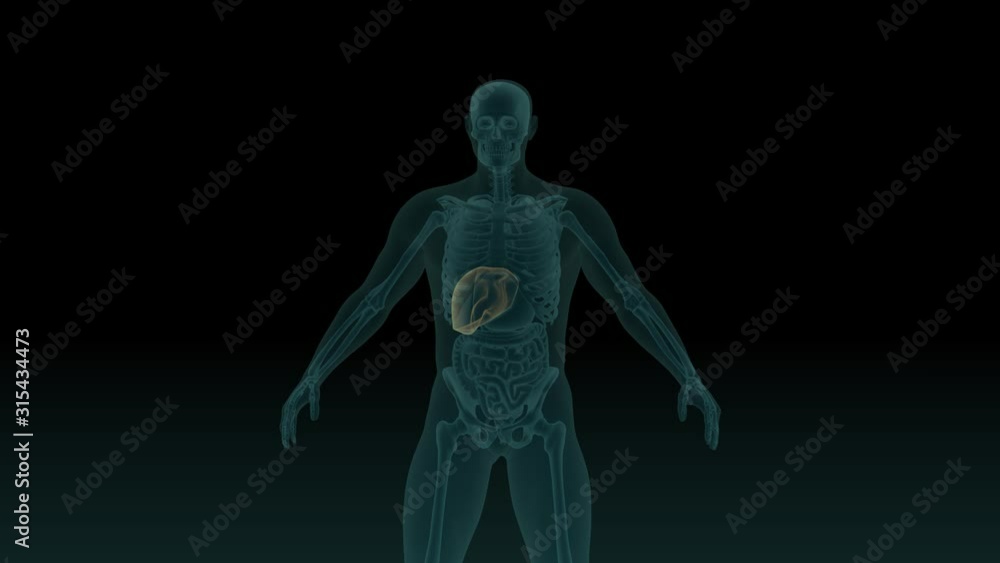 Anatomically accurate 3d animation of human body x-ray scan with visible liver 3d render isolated on black background Anatomically accurate 3d animation of human body x-ray scan with visible liver 3d render isolated on black background