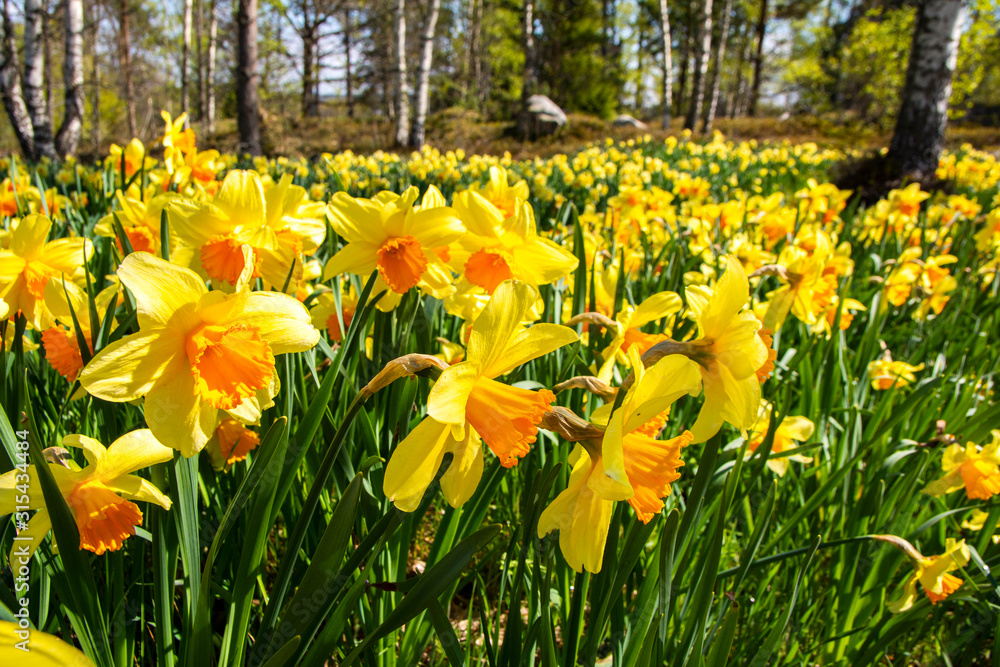 Obraz premium Pretty daffodil flowers in spring, Flower Valley (Blomdalen Kukkalaakso), Gullo, Raseborg, Finland