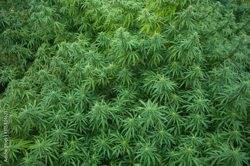 Top View Cannabis Plants