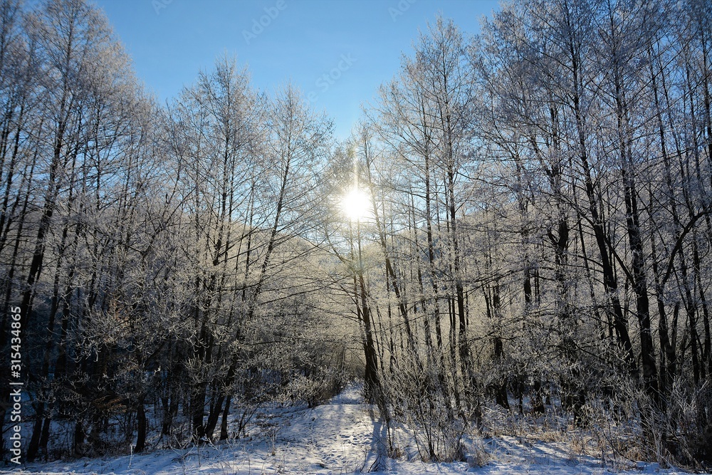 the sun among the branches of frozen trees the sun among the branches of frozen trees