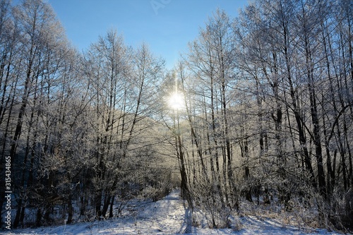 the sun among the branches of frozen trees