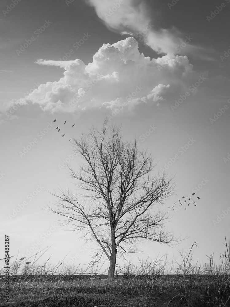 Dramatic black and white vertical photo of a barren lone tree on the autumn meadow and flock of birds flying away. Conceptual scene, dry and dead nature, silence and solitude emotion.
