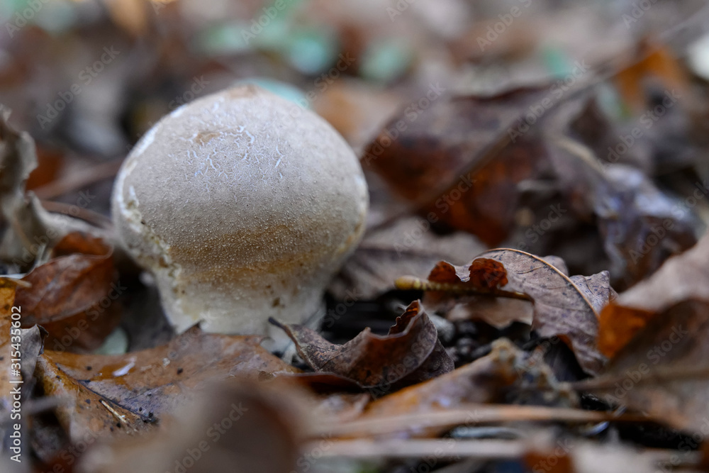 Champignon vesse de loup Champignon vesse de loup