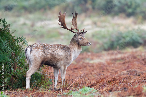 Fallow Deer Buck  dama dama  in bracken at the edge of a forest