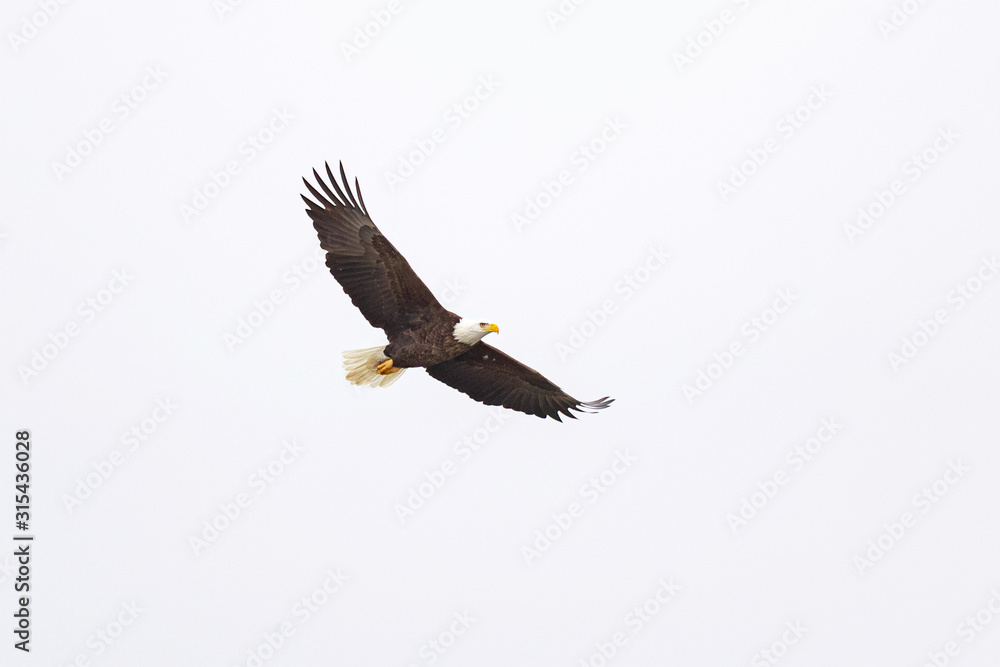 A bald eagle hunts over the Iowa River in downtown Iowa City on Monday, Jan. 13, 2019. A bald eagle hunts over the Iowa River in downtown Iowa City on Monday, Jan. 13, 2019.