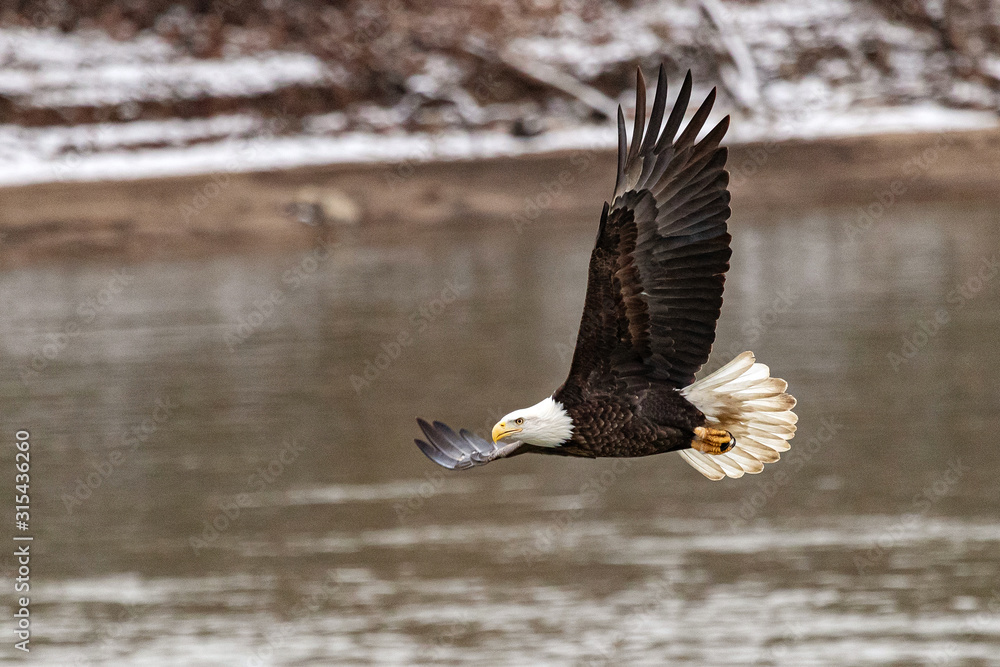 Obraz premium A bald eagle hunts over the Iowa River in downtown Iowa City on Monday, Jan. 13, 2019.