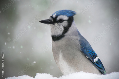 Blue Jay Sitting in Snow, Close-Up