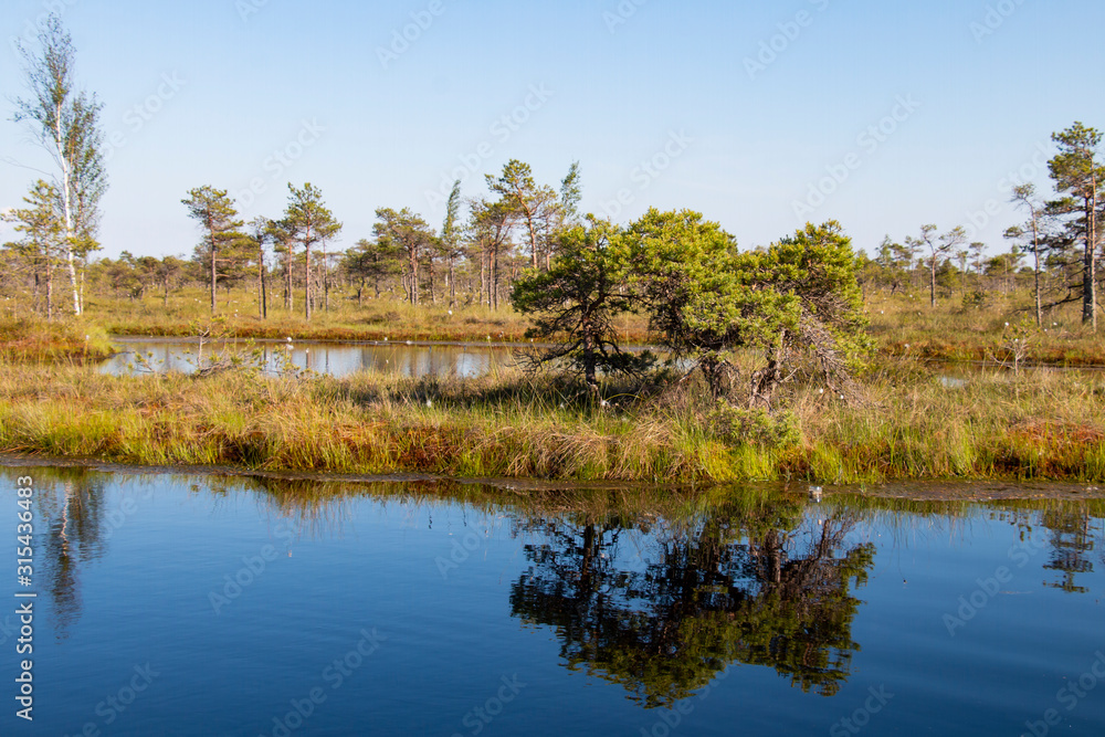 small pine trees on a lake in a swamp