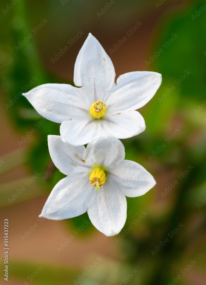 Faux jasmin Faux jasmin