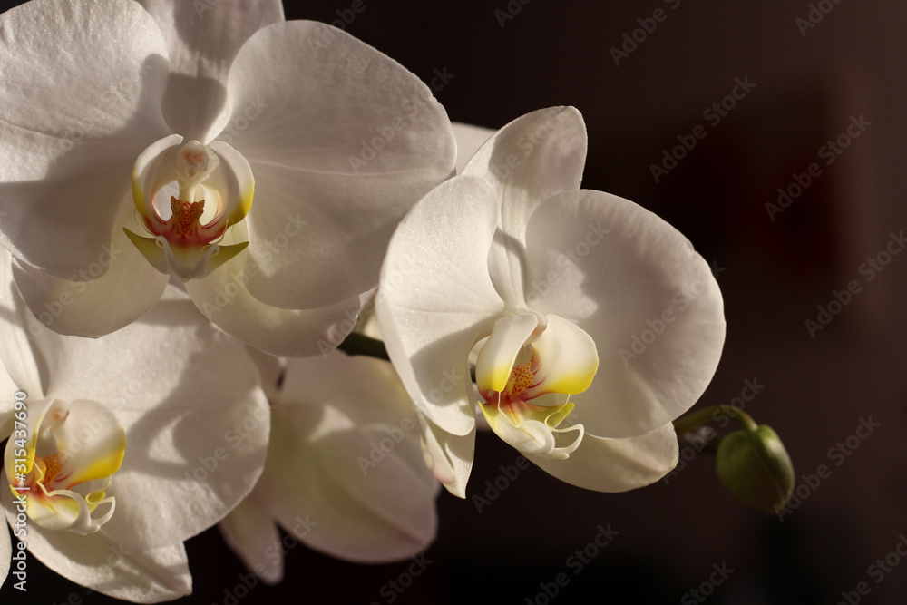 Fototapeta premium Biała orchidea