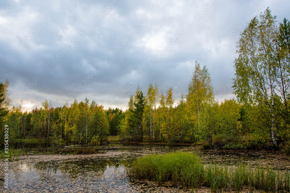 Scenic forest swamp in autumn grove. Beautiful russian nature.