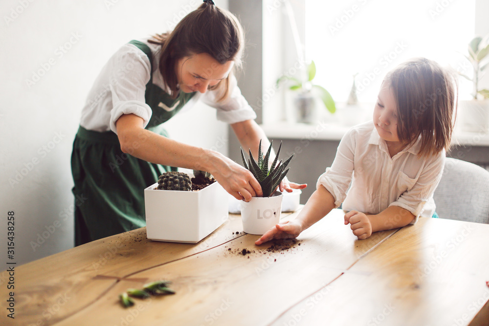 cute Caucasian girl woman in green apron with child daughter replanting, planting Haworthia succulent in pot. concept of education care home plants, planting, dirty and soil on wooden table cute Caucasian girl woman in green apron with child daughter replanting, planting Haworthia succulent in pot. concept of education care home plants, planting, dirty and soil on wooden table