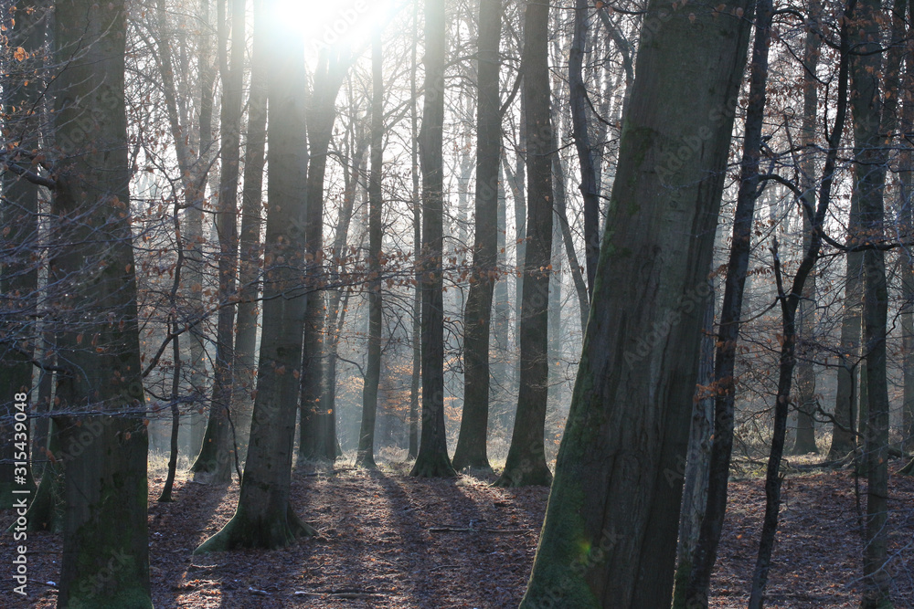 Naklejka premium Lever de soleil en forêt