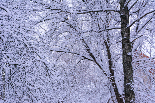 trees of different sizes are heavily covered with snow after a snowfall