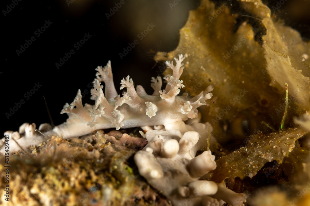 The most beautiful underwater snails of the Indian and Pacific Ocean The most beautiful underwater snails of the Indian and Pacific Ocean