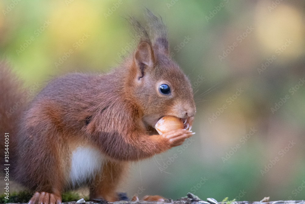 Ecureuil qui mange Ecureuil qui mange