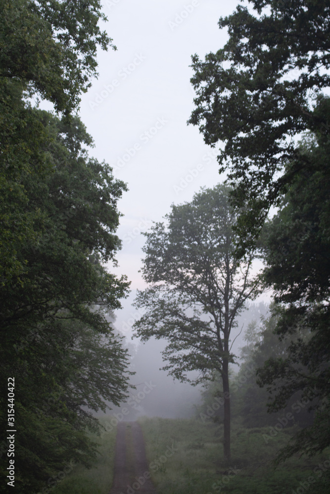 Fototapeta premium Brume en forêt