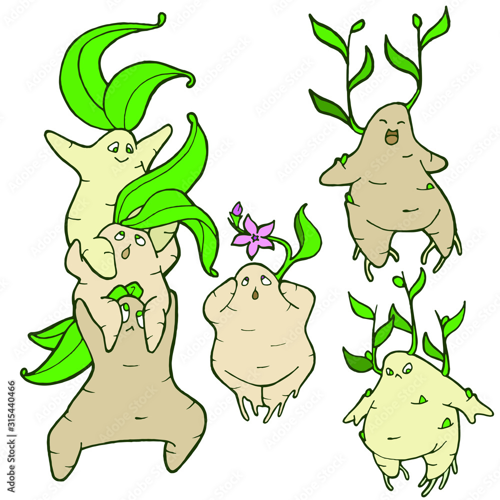 Hand drawing illustration. Vector illustration of mandrake. Mandragora root  homunculus, alchemy ingredient, witchcraft, sorcery mystical creature.  Halloween character. Botanical. Coloring page ilustração do Stock