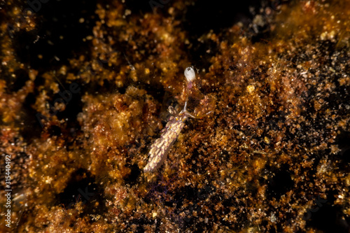 The most beautiful underwater snails of the Indian and Pacific Ocean