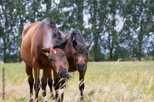 Chevaux complice