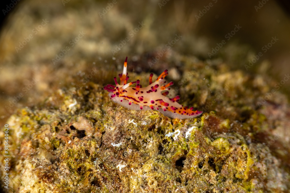 The most beautiful underwater snails of the Indian and Pacific Ocean The most beautiful underwater snails of the Indian and Pacific Ocean
