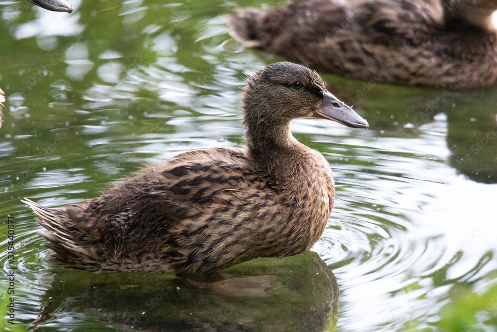 Fototapeta premium Canard dans l'eau