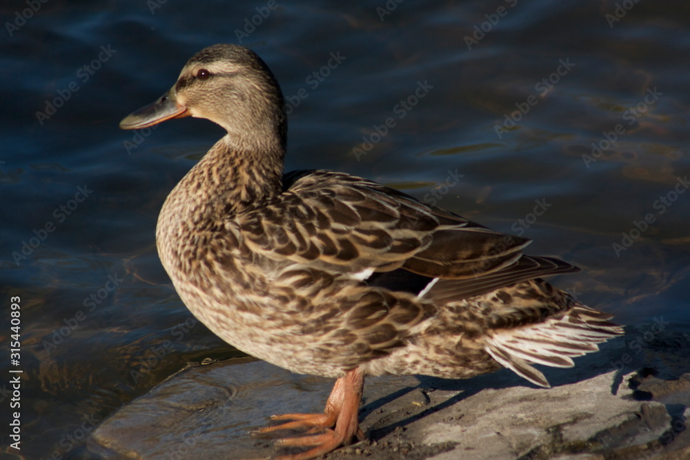 Duck Duck