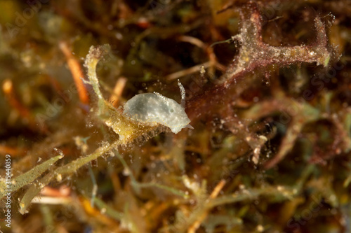 The most beautiful underwater snails of the Indian and Pacific Ocean