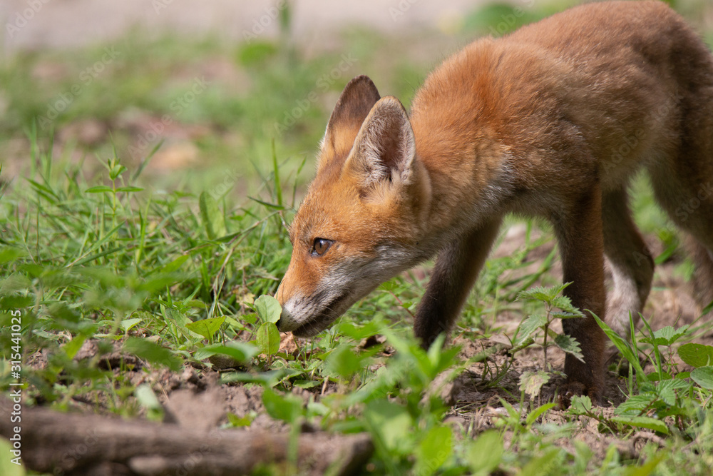 Renard qui renifle Renard qui renifle