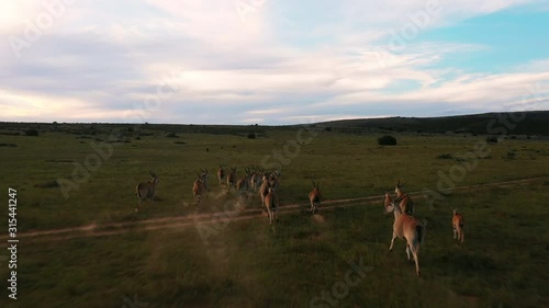 Aerial Drone Shot of Amakhala Game Reserve with Antelope Running on the Horizon at Sunset