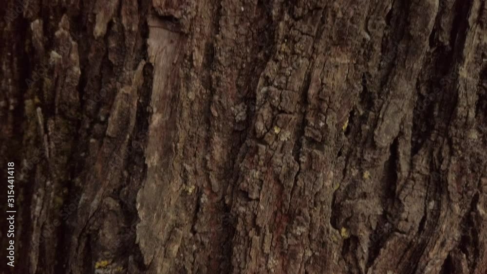 Texture of bark on brown tree trunk, Closeup Pedestal Up Texture of bark on brown tree trunk, Closeup Pedestal Up