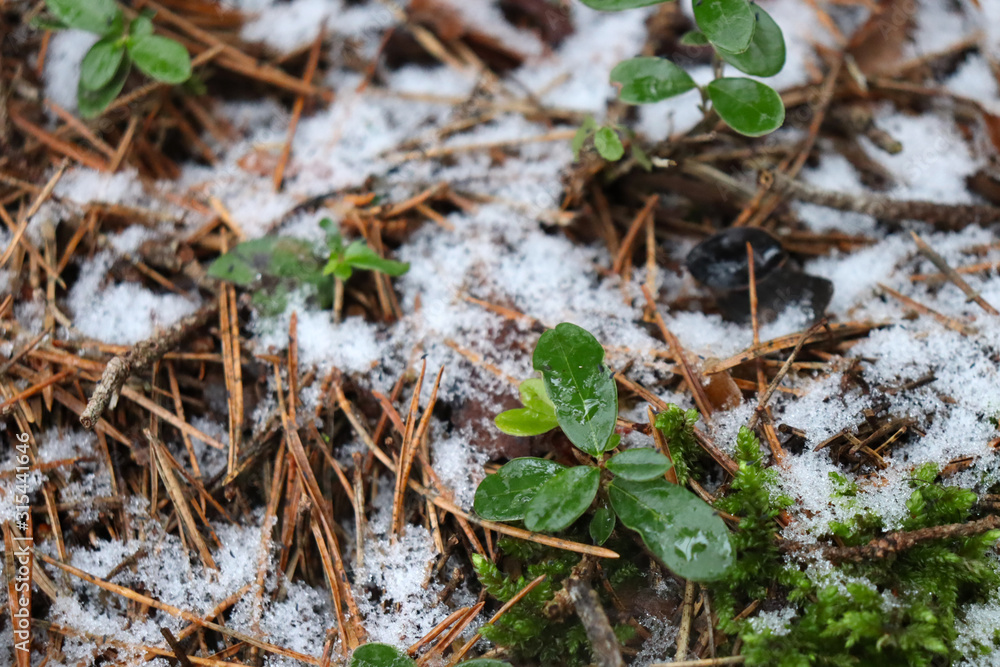 Fototapeta premium Breaking green sprout through fallen leaves in spring. Melting snow and green sprout in the spring.