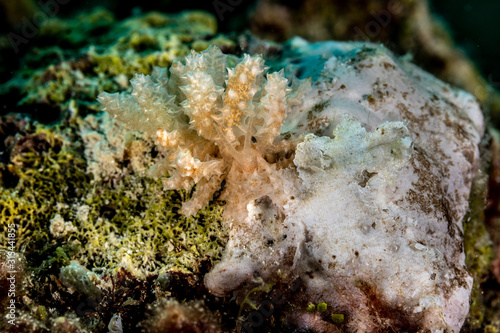 The most beautiful underwater snails of the Indian and Pacific Ocean