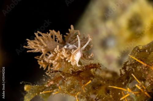 The most beautiful underwater snails of the Indian and Pacific Ocean