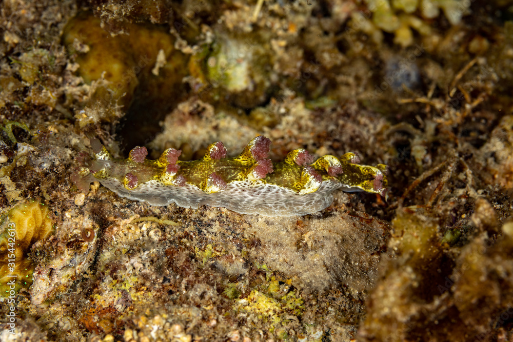 The most beautiful underwater snails of the Indian and Pacific Ocean The most beautiful underwater snails of the Indian and Pacific Ocean