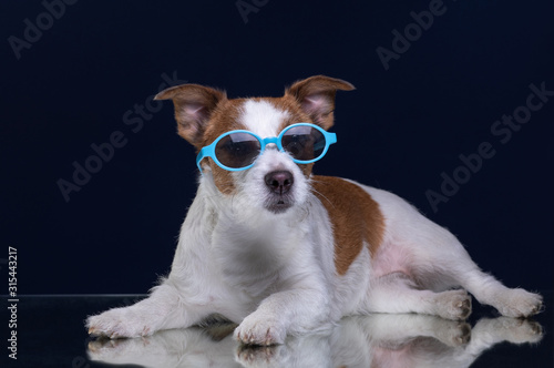 dog jack russell terrier is wearing glasses. Pet on a dark background