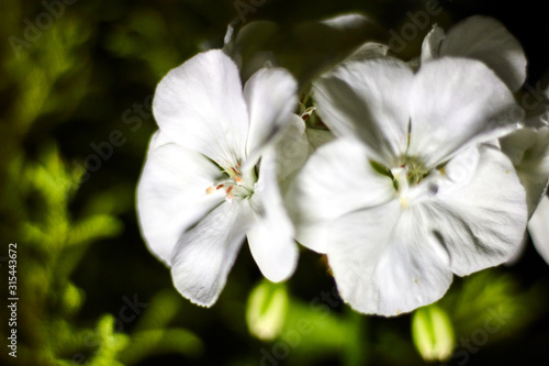 Dos Flores blancas con fondo verde