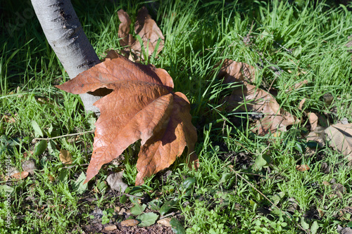 Fallen Leaf under Shade