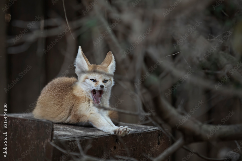 Obraz premium fennec foxes