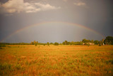  Rainbow over the field against the background of thunderclouds