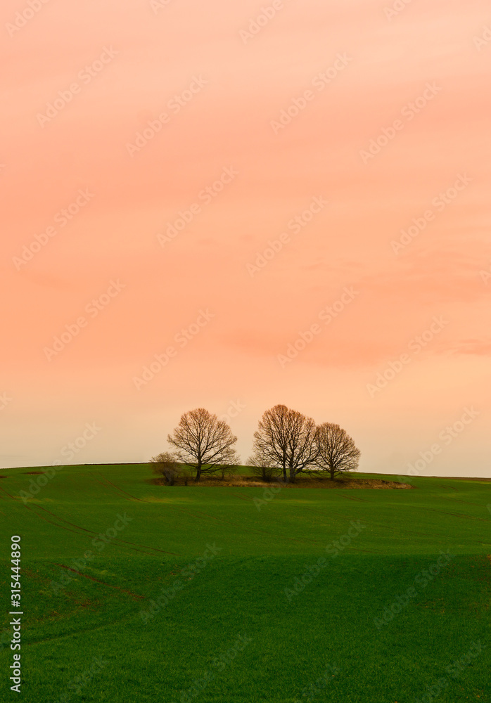 Fototapeta premium A group of trees on a hill against a dramatic sky