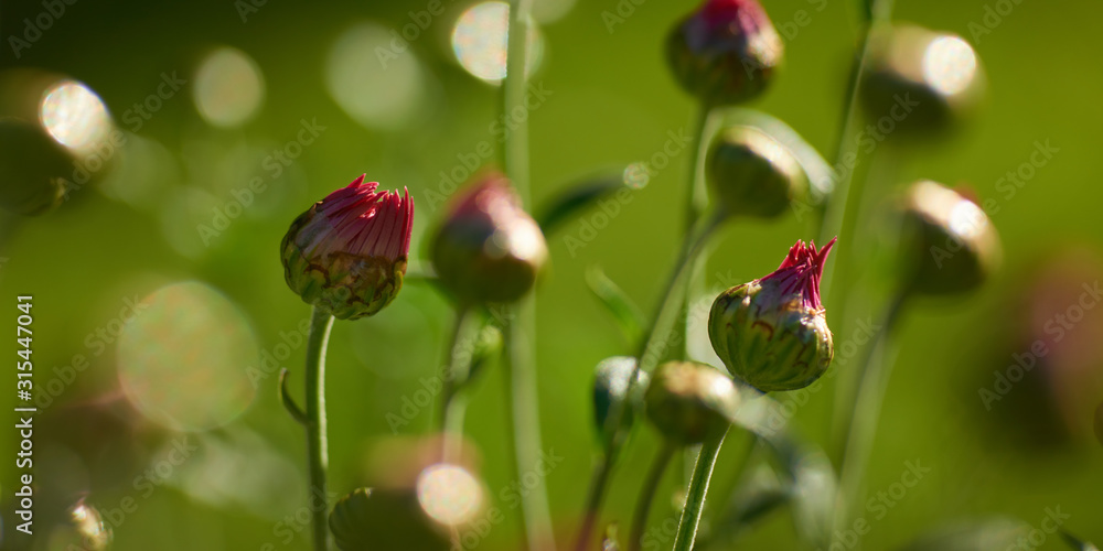 Macro view of chrysanthemum buds. Low depth of field. Macro view of chrysanthemum buds. Low depth of field.