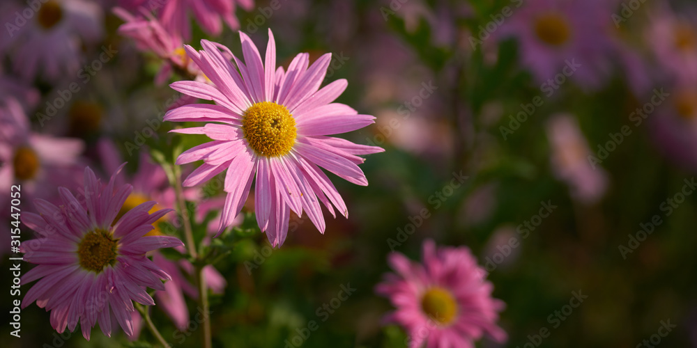 Fototapeta premium Panoramic backdrop with a chrysanthemum flower.