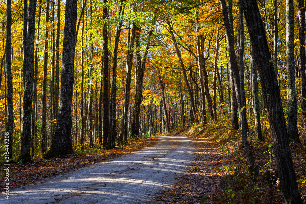 Gravel Road in Autumn