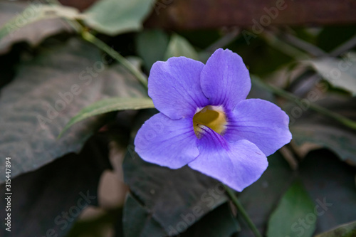Close up, Beautiful purple Bengal Trumpet or Thunbergia grandiflora decorate. © Rahul