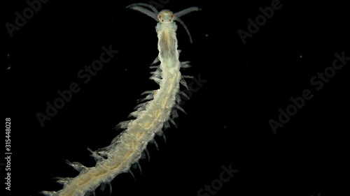 worm Polychaeta under a microscope, this is the Annelida class, live in marine and fresh waters, both the detritus and predators photo