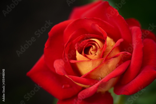 Red garden rose flower. Soft focus. Low depth of field.