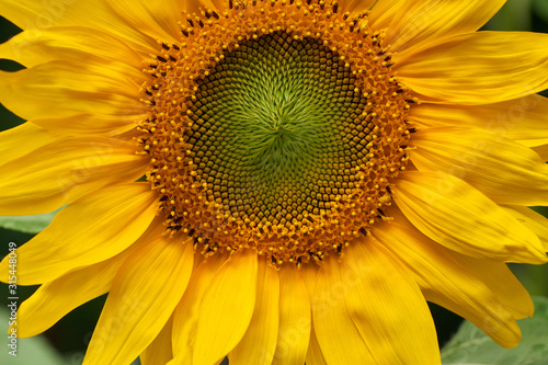 Single blooming sunflower on a background.