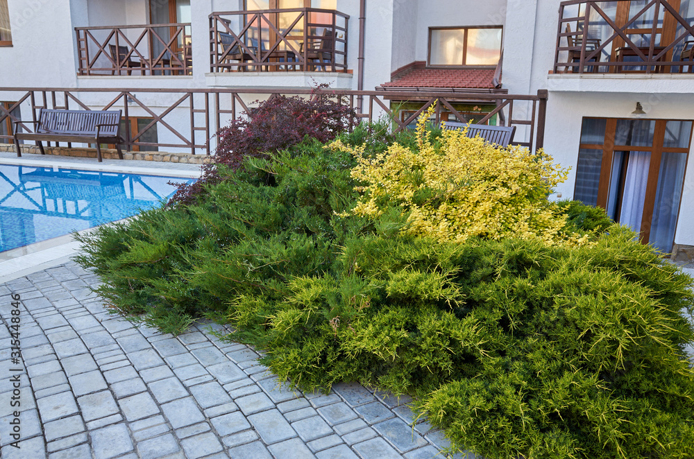 Green thuja bush. Decoration, evergreen.