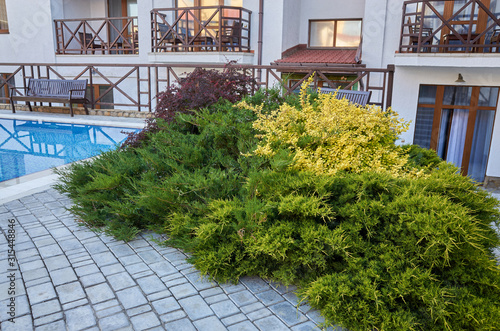 Obraz na płótnie Green thuja bush. Decoration, evergreen. w salonie
